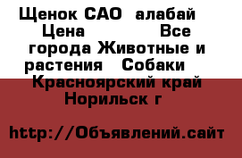 Щенок САО (алабай) › Цена ­ 10 000 - Все города Животные и растения » Собаки   . Красноярский край,Норильск г.